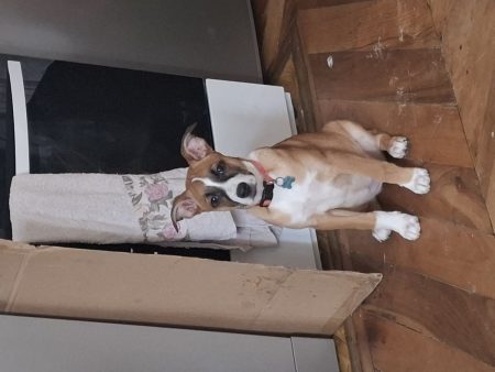 Chiot de 4 mois malinois – Chien / Chiot à vendre à Saint Felicien (07)