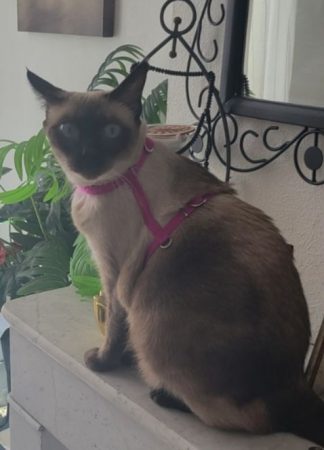 Donne un chat siamois – Chat / Chaton à donner à Marseille (13)