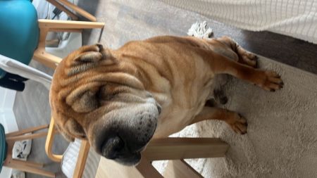 Donne sharpeï – Chien / Chiot à donner à Marseille (13) (photo 2)