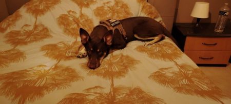 Je suis Alfy – Chien / Chiot à donner à Vaucluse (84)