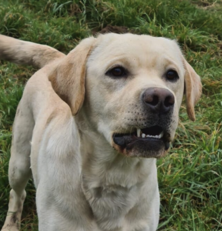 Labrador 5 ans à donner – Chien / Chiot à donner à Yonne