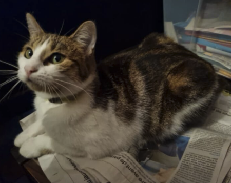 Saillie chatte 2ans N'ICORNE, recherche chat mâle – Chat / Chaton à adopter à Ille-Et-Vilaine (35)