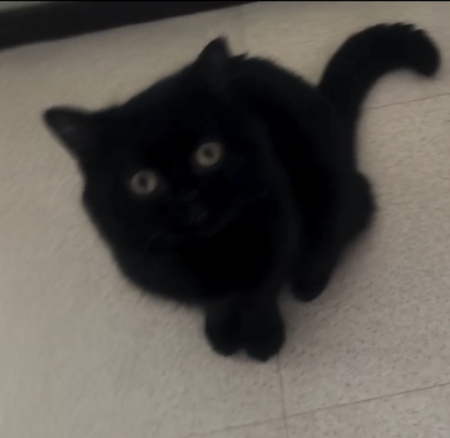 Don chat cause décès – Chat / Chaton à donner à Haute-Vienne