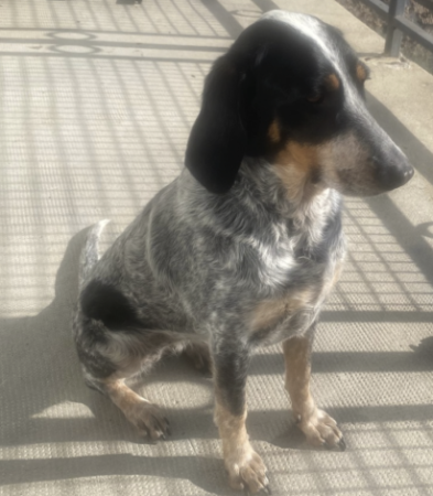 Donne chienne – Chien / Chiot à donner à Alpes-De-Haute-Provence