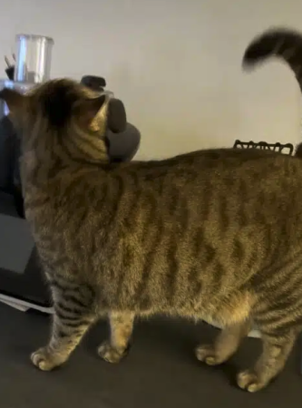 Donne chat 3 ans – Chat / Chaton à donner