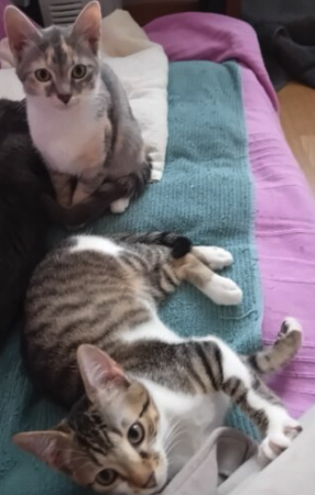 Jeune chat à l'adoption – Chat / Chaton à adopter