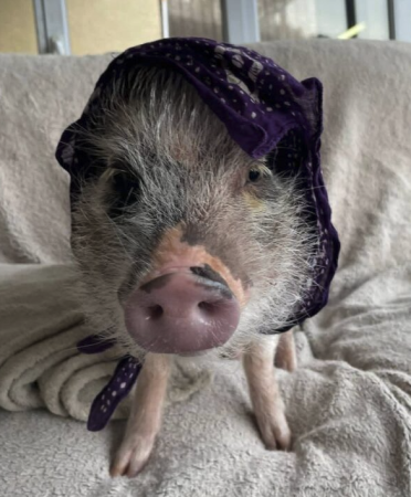 Vaina mignon cochon – Rongeur à vendre à Alpes-Maritimes (06)