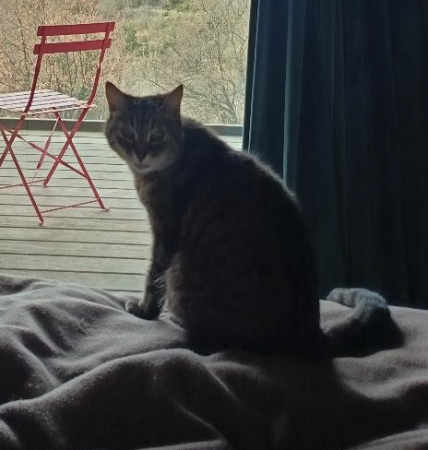 Vannila super chat – Chat / Chaton à donner