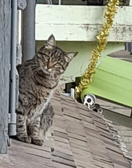 Chatte type Américan curl très caline – Chat / Chaton à donner à Lot