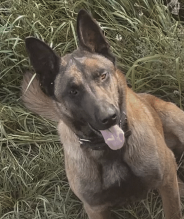 Malinois à donner – Chien / Chiot à donner à Hainaut