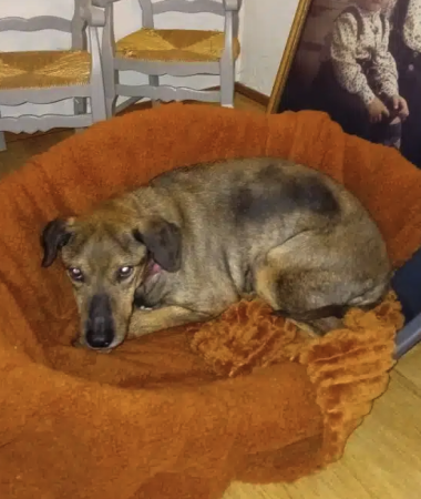 Donne Chien mâle 6 ans Donne Chien mâle 6 ans – Chien / Chiot à donner