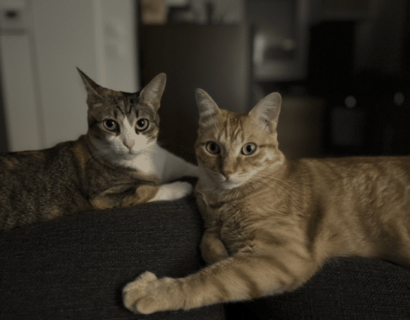 Donne 2 chats – Chat / Chaton à donner à Haute-Garonne (31)