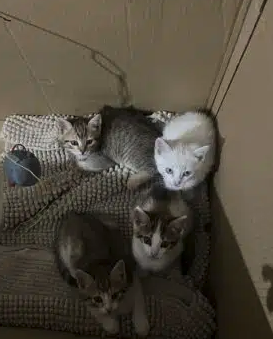 Donne chatons très urgemment – Chat / Chaton à donner à Ain