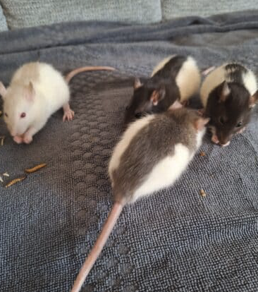 🐭donne petits rats mâls 🐭 – Rongeur à donner
