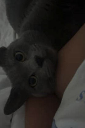 Donne chat joueur – Chat / Chaton à donner à Yvelines (78)