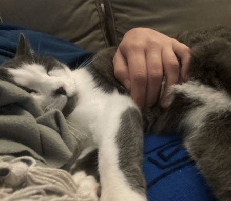 Chat adulte stérilisé habitué à la vie en famille Chat adulte stérilisé habitué à la vie en famille – Chat / Chaton à donner à Rhône (69)