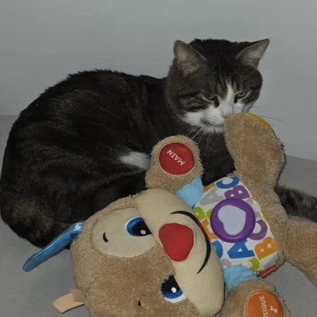 Donne chat – Chat / Chaton à donner à Nord (59)