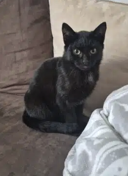 Donne chat – Chat / Chaton à donner à Aube