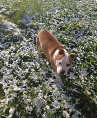 Américain staffordshire terrier – Autre animal à donner à Indre