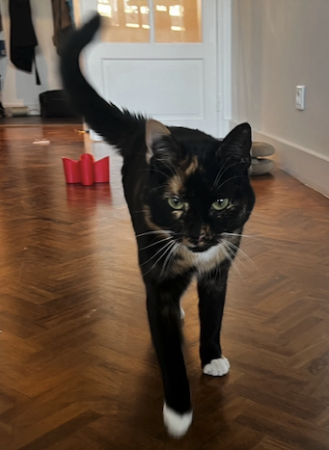 Donne chatte adorable 20 mois – Chat / Chaton à donner à Loiret (45)