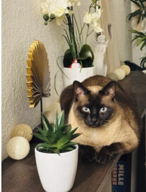 Recherche nouvelle famille pour mon siamois – Chat / Chaton à donner à Yvelines (78)