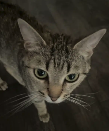 Chat femelle à donner – Chat / Chaton à donner à Val-D'oise (95)