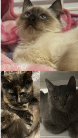 Chatons 🐾🐾 – Chat / Chaton à vendre à Rhône (69)