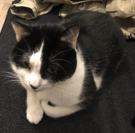 Donne chat "Moon" européen de 4 ans – Chat / Chaton à donner à Cher