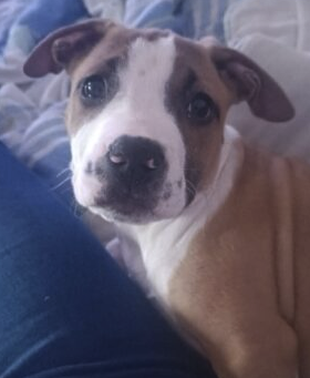Chiot type bully – Chien / Chiot à vendre