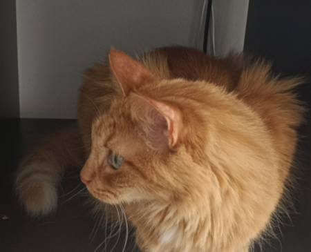 Donne chat – Chat / Chaton à donner à Haute-Savoie