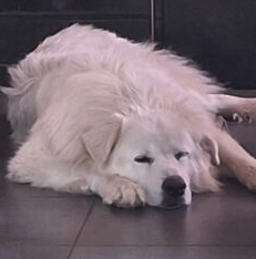 Donne chien berger des abbruzes – Chien / Chiot à donner à Jura