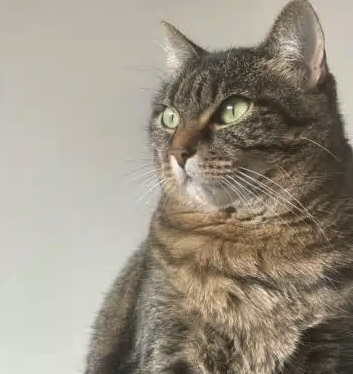 Naxos, chatte de 8 ans cherche foyer aimant – Chat / Chaton à donner à Gironde (33)