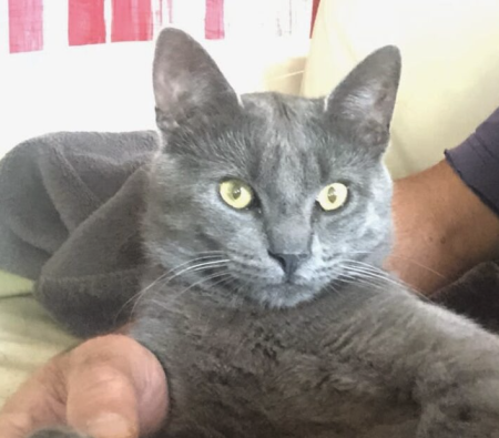 Donne chat adorable – Chat / Chaton à donner à Chatillon