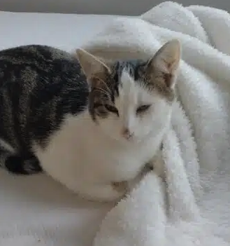 Donne Chaton mâle 8,mois – Chat / Chaton à donner