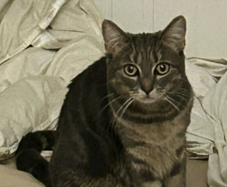 Chatte a adopté – Chat / Chaton à donner à Seine-Saint-Denis (93)