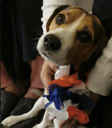Olaf cherche une famille aimante – Chien / Chiot à donner à Seine-Saint-Denis (93)