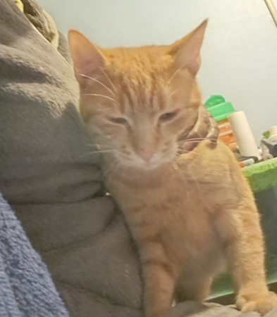 Don chat mâle non castré – Chat / Chaton à donner à Drôme
