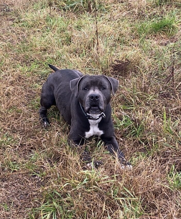 Donnez chien urgent – Chien / Chiot à donner à Gironde (33)
