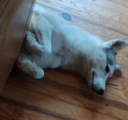 Donne Husky choupi de 2 ans – Chien / Chiot à donner à Loire-Atlantique (44)