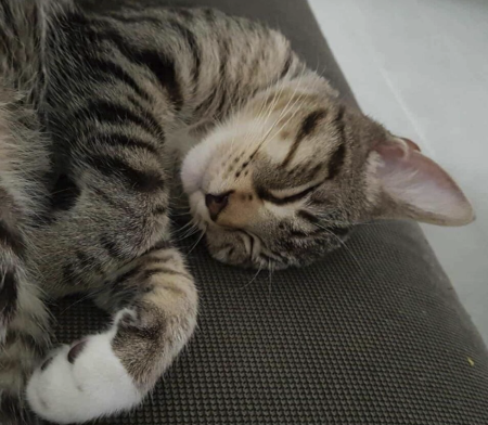 CHAT A DONNER = Oky, un chat qui aime être au calme – Chat / Chaton à donner à Bouches-Du-Rhône (13)