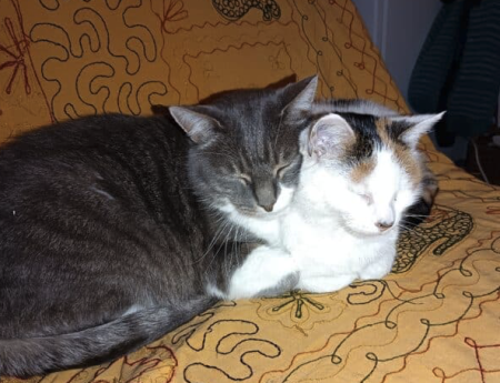 Donne deux chats de 12 ans très gentils et câlins – Chat / Chaton à donner à Alpes-De-Haute-Provence