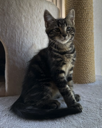 Chatons croisés maine coon Chatons croisés maine coon – Chat / Chaton à donner à Ille-Et-Vilaine (35)