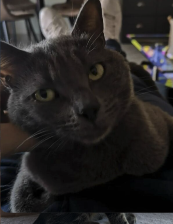 Donne chat – Chat / Chaton à donner à Bucuresti