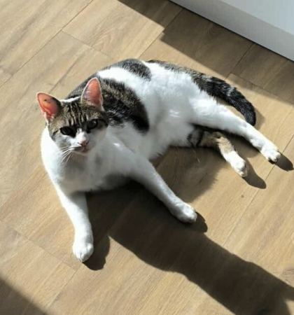 Donne chatte affective – Chat / Chaton à donner à Vendée (85)