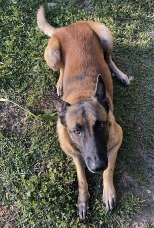 Donne chien Malinois – Chien / Chiot à donner à Gard