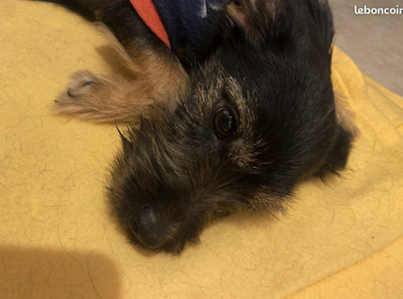 Teckel nain croisé York – Chien / Chiot à vendre à Yvelines (78)