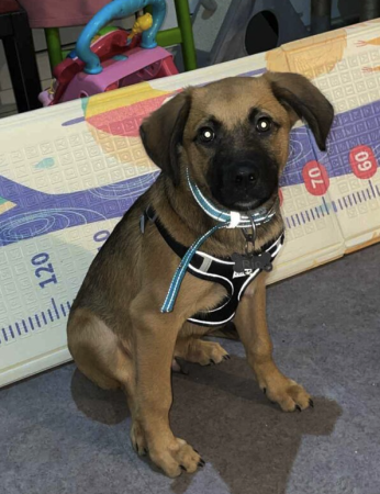 Donne chiot Podanco/Berger Allemand – Chien / Chiot à donner à Loir-Et-Cher