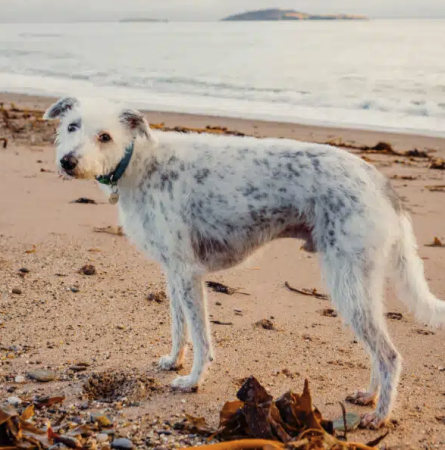 Recherche nouveau famille – Autre animal à adopter à Hautes-Pyrénées