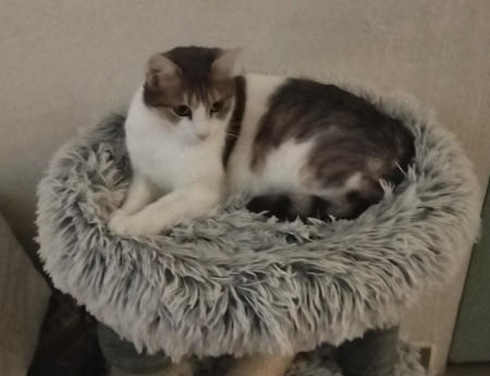 Donne chatte super urgent – Chat / Chaton à donner