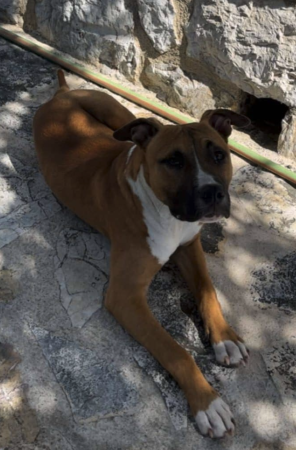 🌟 Urgent – Chouchou cherche enfin sa famille pour la vie 🌟 – Autre animal à donner